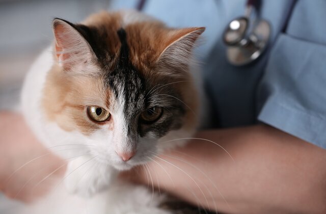 Top Pet Insurance Companies in Europe and Their Insurance Quotes Pet Insurance Companies in Europe